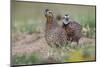 Female and male Bobwhite, Rio Grande Valley, Texas-Adam Jones-Mounted Photographic Print