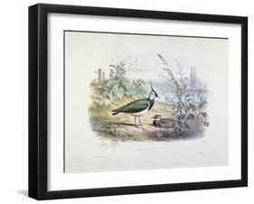 Female and Male Lapwing-Edouard Travies-Framed Giclee Print