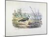 Female and Male Lapwing-Edouard Travies-Mounted Giclee Print