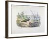 Female and Male Lapwing-Edouard Travies-Framed Giclee Print