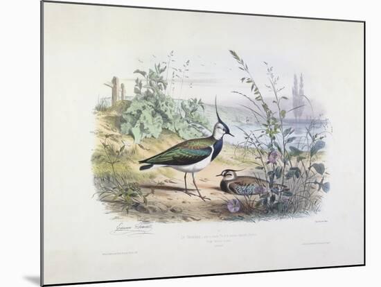 Female and Male Lapwing-Edouard Travies-Mounted Giclee Print