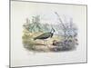 Female and Male Lapwing-Edouard Travies-Mounted Giclee Print