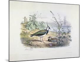 Female and Male Lapwing-Edouard Travies-Mounted Giclee Print