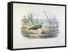 Female and Male Lapwing-Edouard Travies-Framed Stretched Canvas