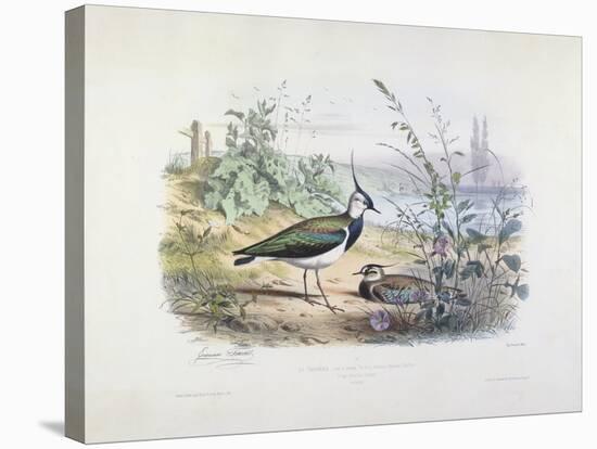 Female and Male Lapwing-Edouard Travies-Stretched Canvas