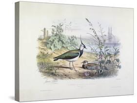 Female and Male Lapwing-Edouard Travies-Stretched Canvas