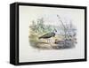 Female and Male Lapwing-Edouard Travies-Framed Stretched Canvas