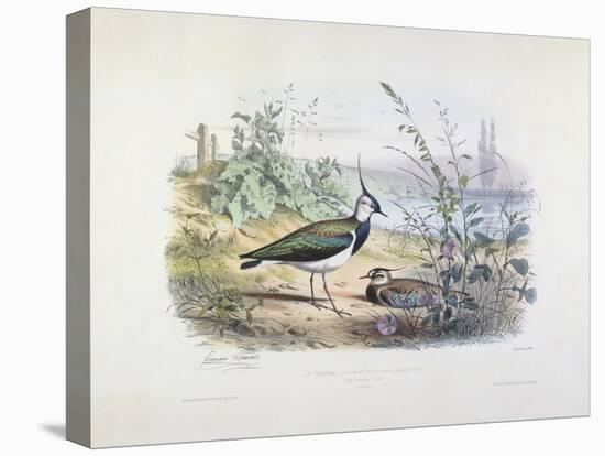 Female and Male Lapwing-Edouard Travies-Stretched Canvas