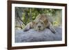 Female Angolan Lion (Panthera leo melanochaita), Angola, Africa-G&M Therin-Weise-Framed Photographic Print