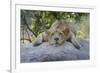 Female Angolan Lion (Panthera leo melanochaita), Angola, Africa-G&M Therin-Weise-Framed Photographic Print