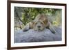 Female Angolan Lion (Panthera leo melanochaita), Angola, Africa-G&M Therin-Weise-Framed Photographic Print