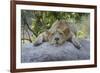 Female Angolan Lion (Panthera leo melanochaita), Angola, Africa-G&M Therin-Weise-Framed Photographic Print