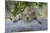 Female Angolan Lion (Panthera leo melanochaita), Angola, Africa-G&M Therin-Weise-Mounted Photographic Print