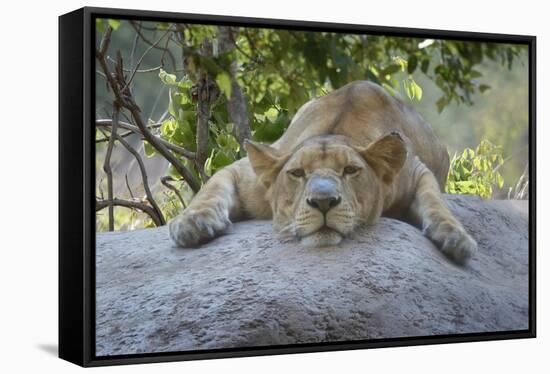 Female Angolan Lion (Panthera leo melanochaita), Angola, Africa-G&M Therin-Weise-Framed Stretched Canvas