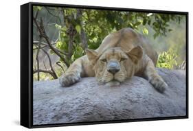 Female Angolan Lion (Panthera leo melanochaita), Angola, Africa-G&M Therin-Weise-Framed Stretched Canvas