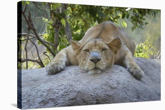 Female Angolan Lion (Panthera leo melanochaita), Angola, Africa-G&M Therin-Weise-Stretched Canvas