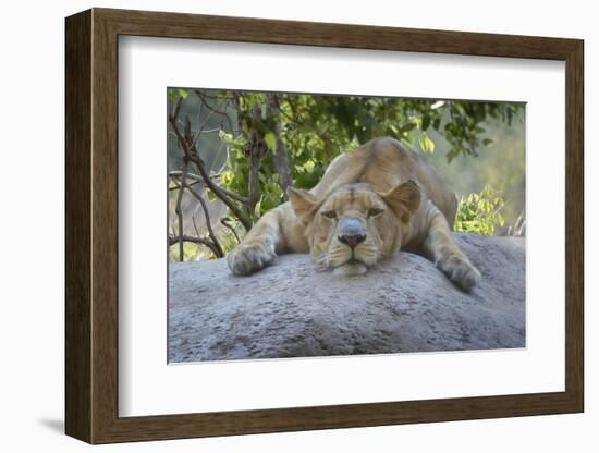 Female Angolan Lion (Panthera leo melanochaita), Angola, Africa-G&M Therin-Weise-Framed Photographic Print