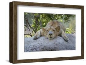 Female Angolan Lion (Panthera leo melanochaita), Angola, Africa-G&M Therin-Weise-Framed Photographic Print
