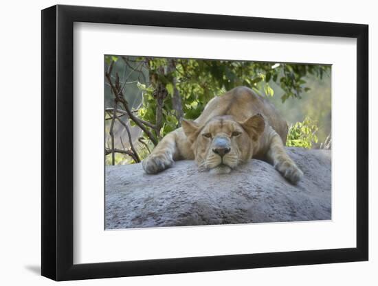 Female Angolan Lion (Panthera leo melanochaita), Angola, Africa-G&M Therin-Weise-Framed Photographic Print