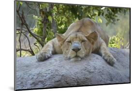 Female Angolan Lion (Panthera leo melanochaita), Angola, Africa-G&M Therin-Weise-Mounted Photographic Print
