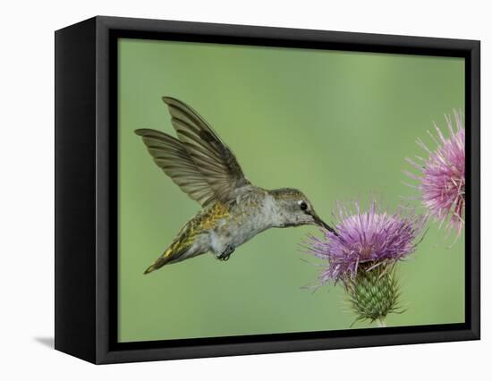 Female Anna's Hummingbird at Thistle, Paradise, Chiricahua Mountains, Arizona, USA-Rolf Nussbaumer-Framed Stretched Canvas