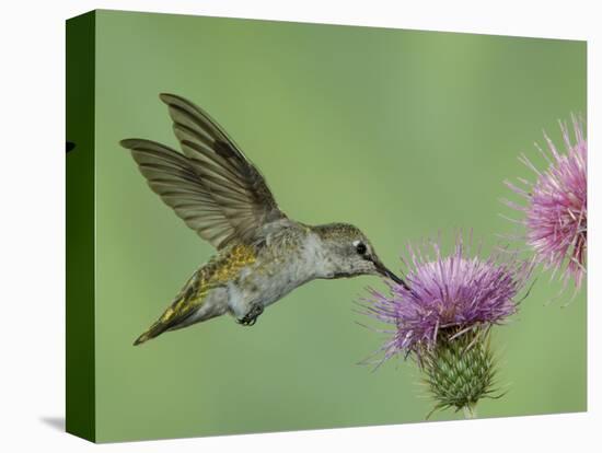 Female Anna's Hummingbird at Thistle, Paradise, Chiricahua Mountains, Arizona, USA-Rolf Nussbaumer-Stretched Canvas