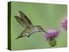 Female Anna's Hummingbird at Thistle, Paradise, Chiricahua Mountains, Arizona, USA-Rolf Nussbaumer-Stretched Canvas