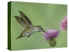 Female Anna's Hummingbird at Thistle, Paradise, Chiricahua Mountains, Arizona, USA-Rolf Nussbaumer-Stretched Canvas