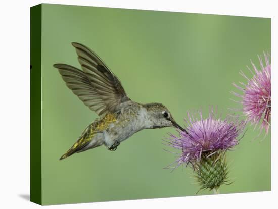 Female Anna's Hummingbird at Thistle, Paradise, Chiricahua Mountains, Arizona, USA-Rolf Nussbaumer-Stretched Canvas