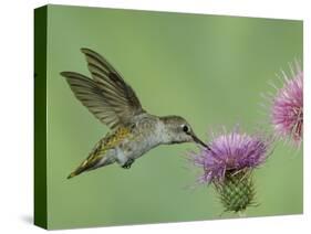 Female Anna's Hummingbird at Thistle, Paradise, Chiricahua Mountains, Arizona, USA-Rolf Nussbaumer-Stretched Canvas