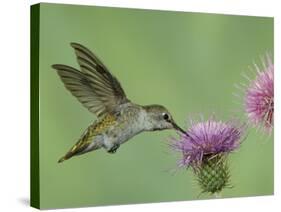 Female Anna's Hummingbird at Thistle, Paradise, Chiricahua Mountains, Arizona, USA-Rolf Nussbaumer-Stretched Canvas