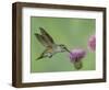 Female Anna's Hummingbird at Thistle, Paradise, Chiricahua Mountains, Arizona, USA-Rolf Nussbaumer-Framed Photographic Print