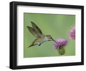 Female Anna's Hummingbird at Thistle, Paradise, Chiricahua Mountains, Arizona, USA-Rolf Nussbaumer-Framed Photographic Print