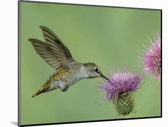 Female Anna's Hummingbird at Thistle, Paradise, Chiricahua Mountains, Arizona, USA-Rolf Nussbaumer-Mounted Photographic Print