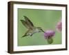 Female Anna's Hummingbird at Thistle, Paradise, Chiricahua Mountains, Arizona, USA-Rolf Nussbaumer-Framed Photographic Print