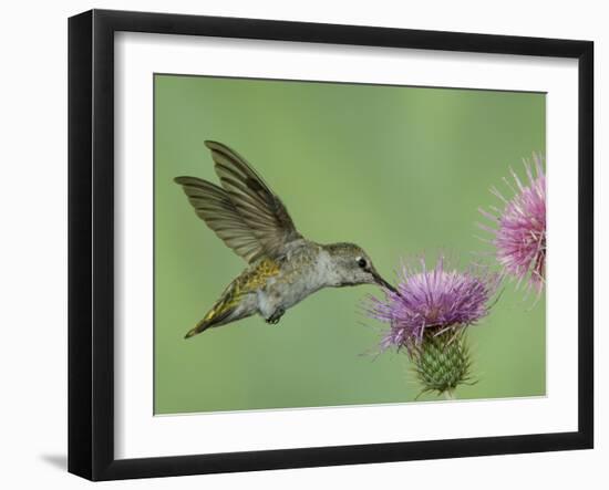 Female Anna's Hummingbird at Thistle, Paradise, Chiricahua Mountains, Arizona, USA-Rolf Nussbaumer-Framed Photographic Print