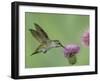 Female Anna's Hummingbird at Thistle, Paradise, Chiricahua Mountains, Arizona, USA-Rolf Nussbaumer-Framed Photographic Print