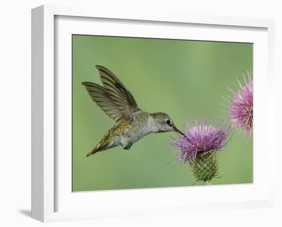 Female Anna's Hummingbird at Thistle, Paradise, Chiricahua Mountains, Arizona, USA-Rolf Nussbaumer-Framed Photographic Print