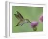 Female Anna's Hummingbird at Thistle, Paradise, Chiricahua Mountains, Arizona, USA-Rolf Nussbaumer-Framed Photographic Print