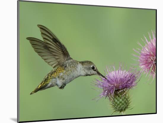 Female Anna's Hummingbird at Thistle, Paradise, Chiricahua Mountains, Arizona, USA-Rolf Nussbaumer-Mounted Photographic Print