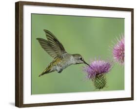 Female Anna's Hummingbird at Thistle, Paradise, Chiricahua Mountains, Arizona, USA-Rolf Nussbaumer-Framed Photographic Print