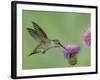 Female Anna's Hummingbird at Thistle, Paradise, Chiricahua Mountains, Arizona, USA-Rolf Nussbaumer-Framed Photographic Print