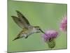 Female Anna's Hummingbird at Thistle, Paradise, Chiricahua Mountains, Arizona, USA-Rolf Nussbaumer-Mounted Photographic Print