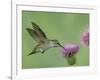 Female Anna's Hummingbird at Thistle, Paradise, Chiricahua Mountains, Arizona, USA-Rolf Nussbaumer-Framed Photographic Print