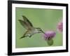 Female Anna's Hummingbird at Thistle, Paradise, Chiricahua Mountains, Arizona, USA-Rolf Nussbaumer-Framed Photographic Print