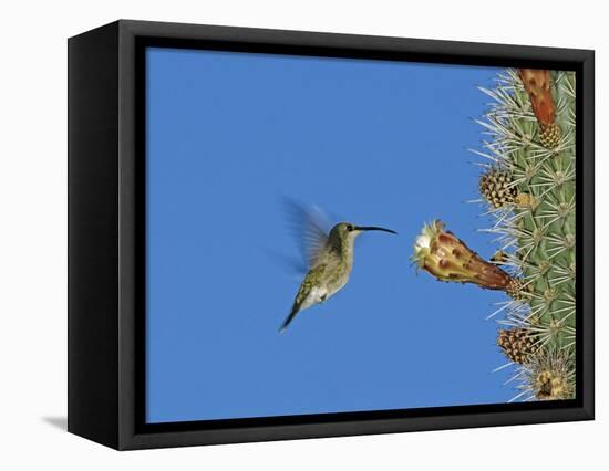 Female Antillean Mango, Feeding on Cactus Blossom, Bosque Estatal De Guanica, Puerto Rico-Rolf Nussbaumer-Framed Stretched Canvas