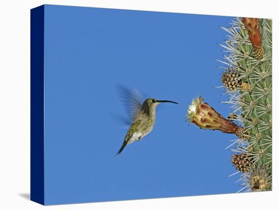 Female Antillean Mango, Feeding on Cactus Blossom, Bosque Estatal De Guanica, Puerto Rico-Rolf Nussbaumer-Stretched Canvas