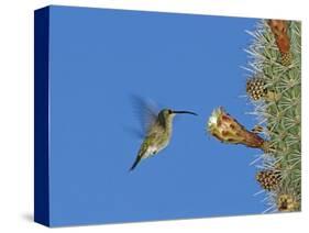 Female Antillean Mango, Feeding on Cactus Blossom, Bosque Estatal De Guanica, Puerto Rico-Rolf Nussbaumer-Stretched Canvas