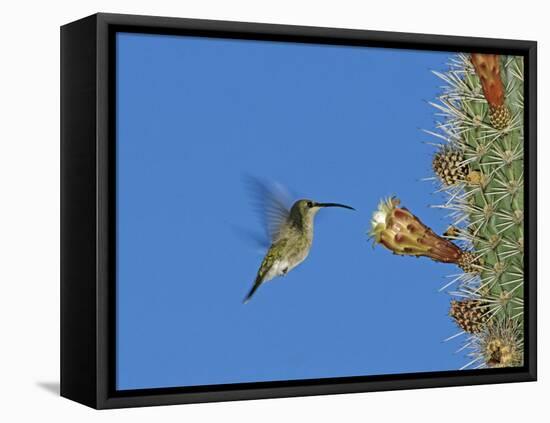 Female Antillean Mango, Feeding on Cactus Blossom, Bosque Estatal De Guanica, Puerto Rico-Rolf Nussbaumer-Framed Stretched Canvas