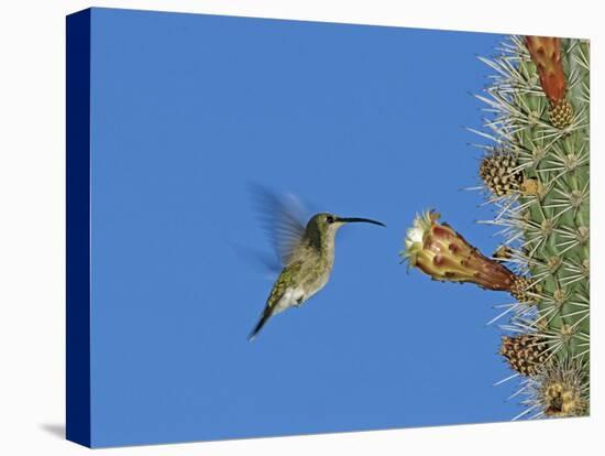 Female Antillean Mango, Feeding on Cactus Blossom, Bosque Estatal De Guanica, Puerto Rico-Rolf Nussbaumer-Stretched Canvas